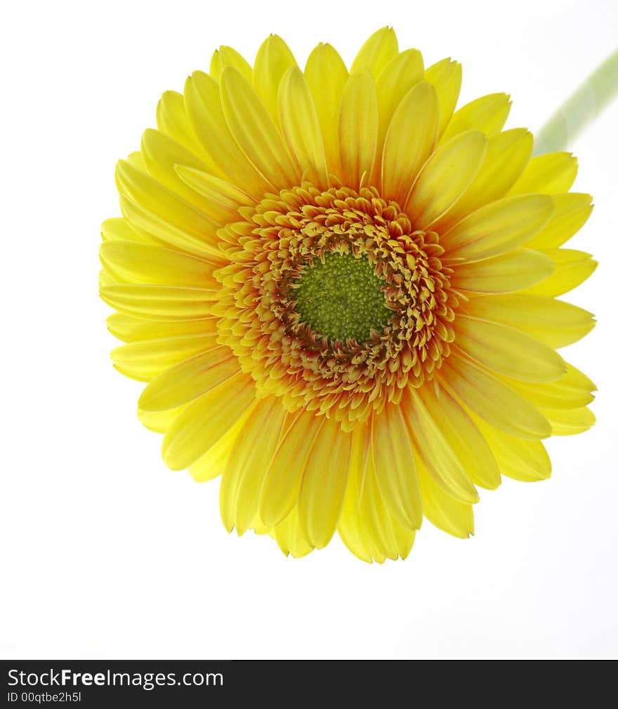 Yellow gerber on a white background. Yellow gerber on a white background