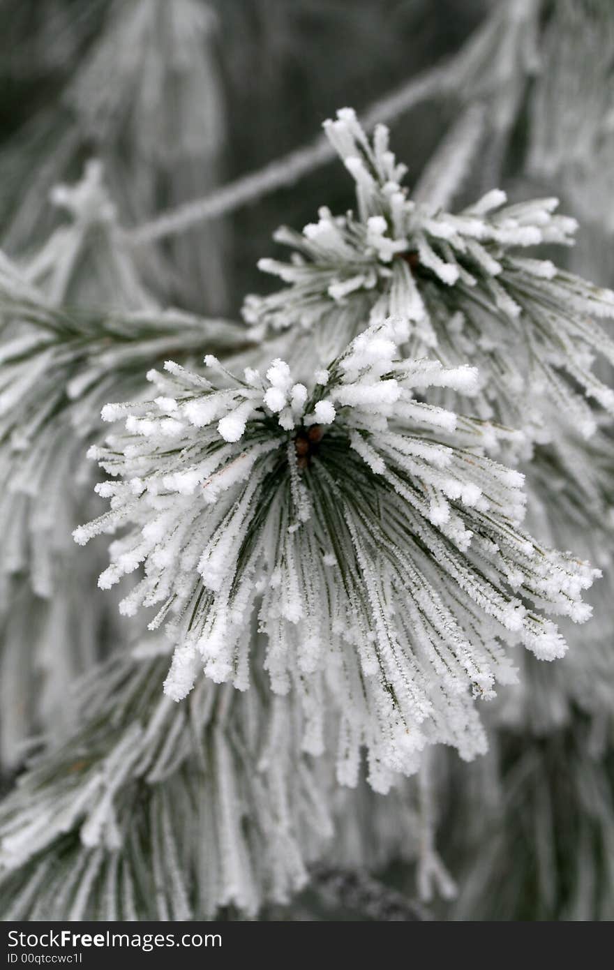 Eastern Pine Fir Tree