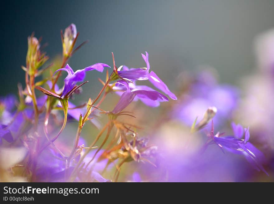 The image of a beautiful lilac flower in a garden