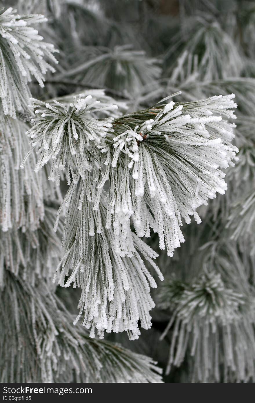 Eastern Pine Fir Tree