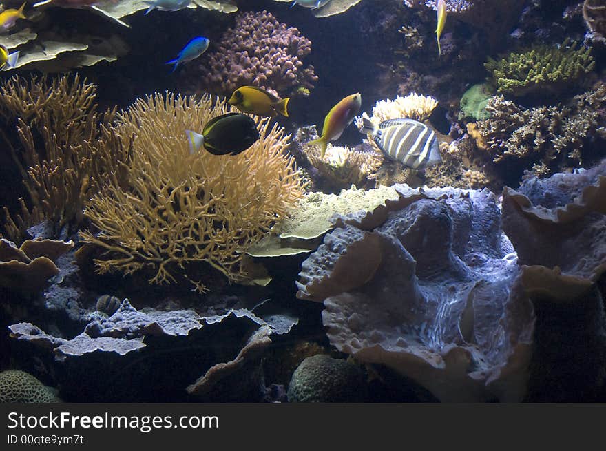 This is a shot of underwater life. This is a shot of underwater life.