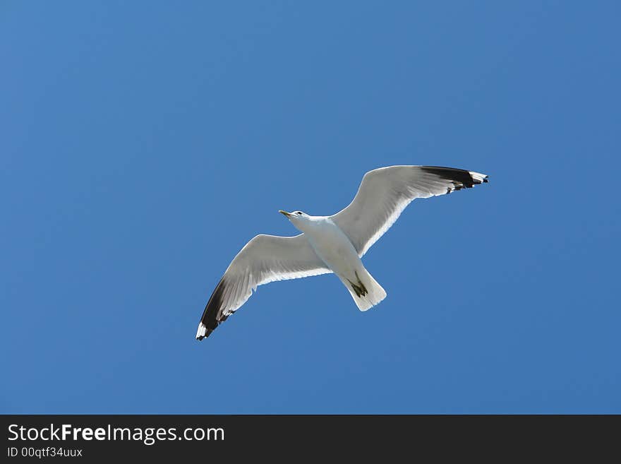 The seagull