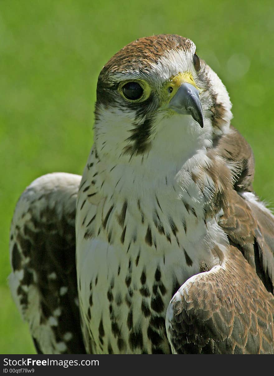 Beautifull falcon bird with green background