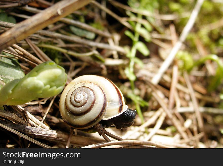 Black snail with shell on green and dry leaves.