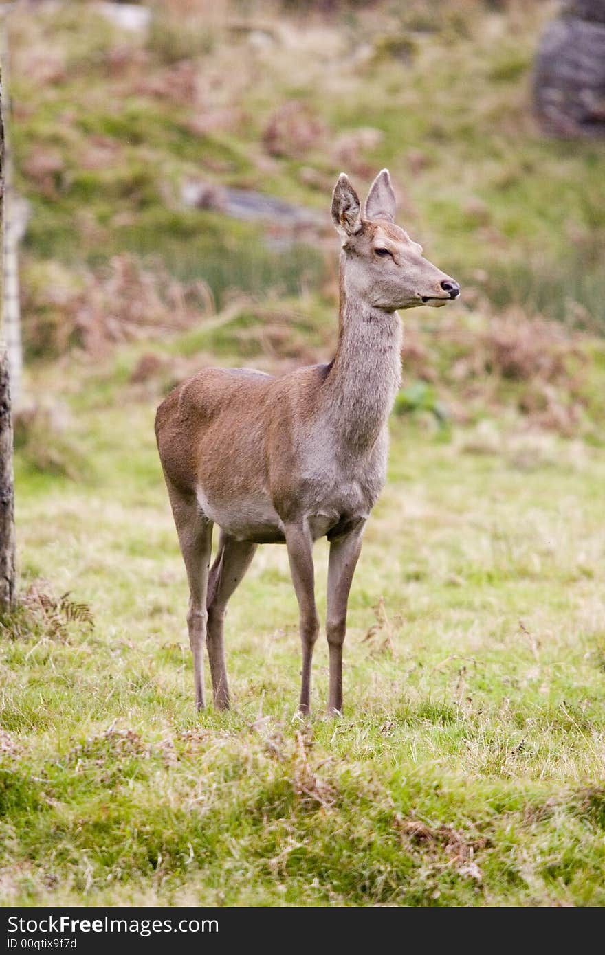 It is a roe deer female