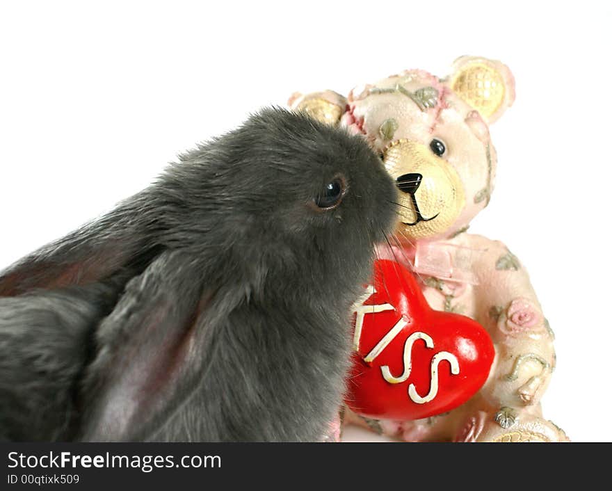 Baby bunny rabbits on white background