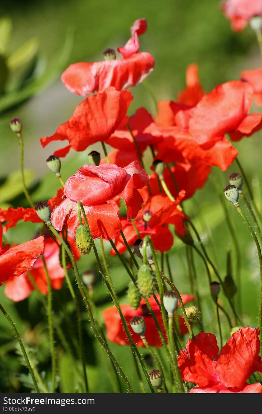 The image of a beautiful reds flower in a garden. The image of a beautiful reds flower in a garden