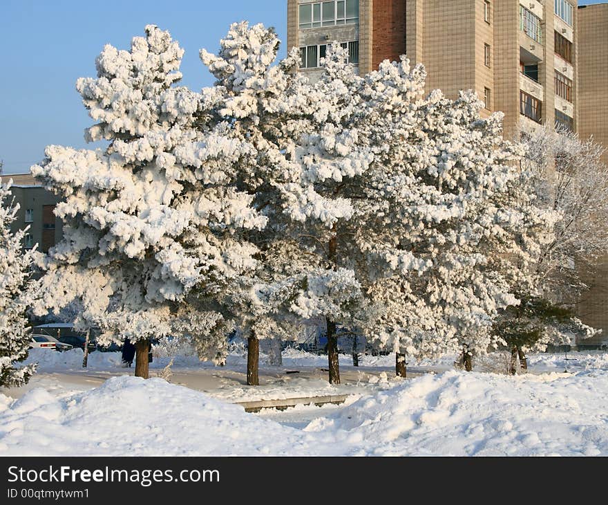 Snow-covered trees