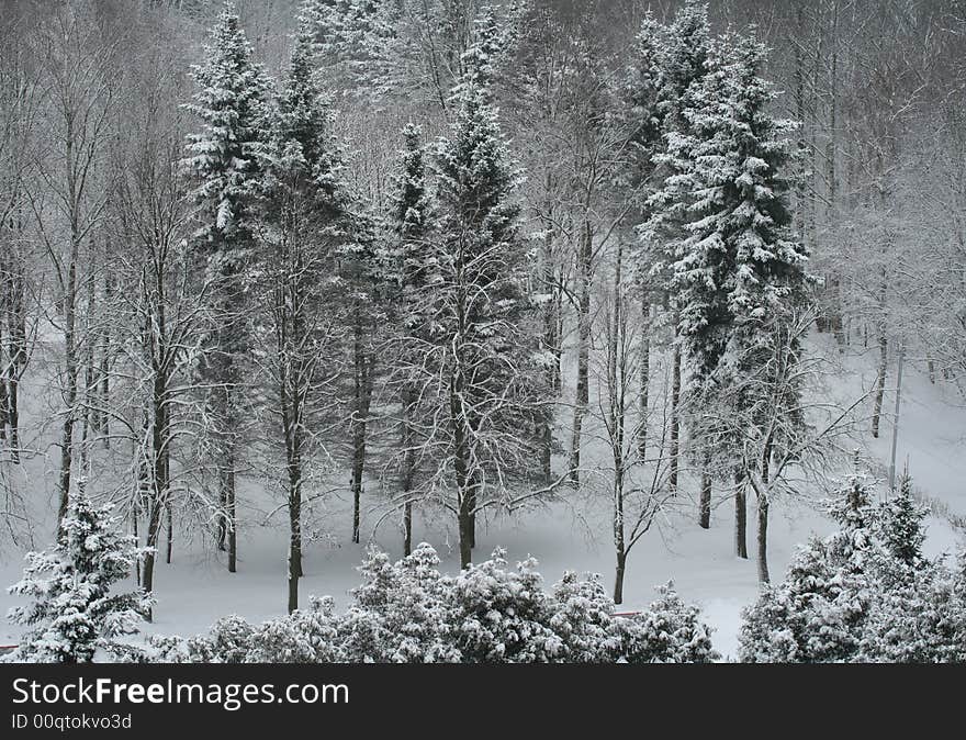 Winter background: trees after snowstorm. Winter background: trees after snowstorm