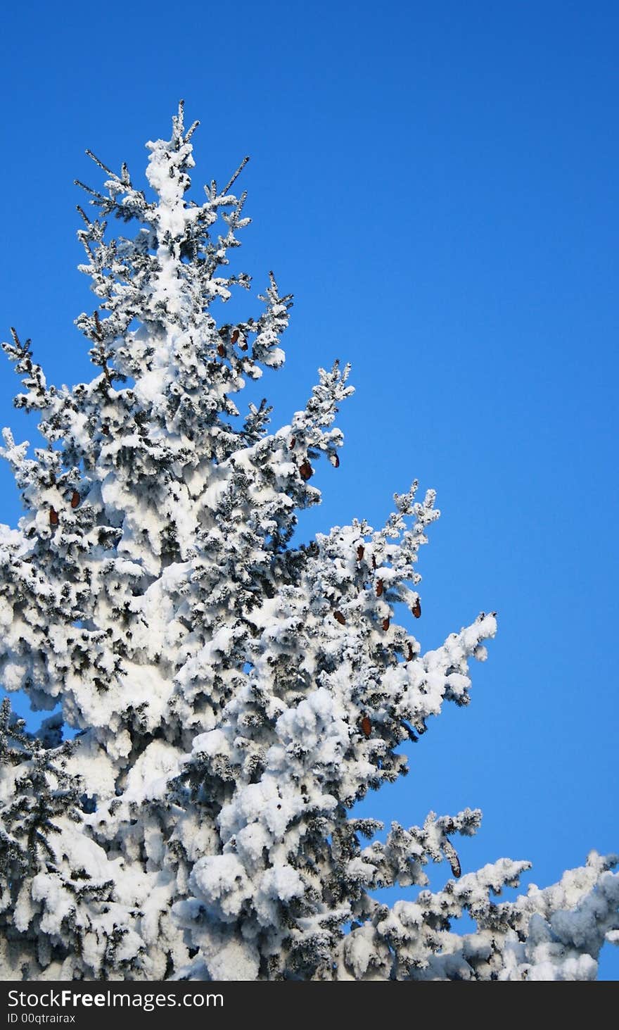 Fragment of snow-covered fir-tree