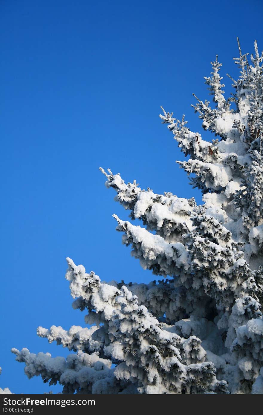 Fragment of snow-covered fir-tree