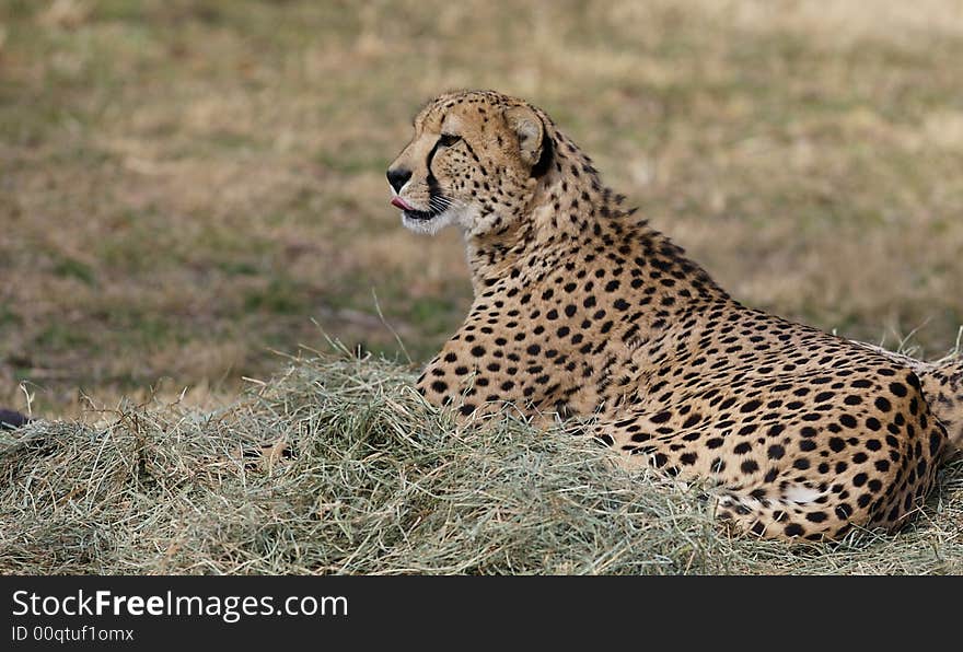 Cheetah licking lips against background of grass. Cheetah licking lips against background of grass