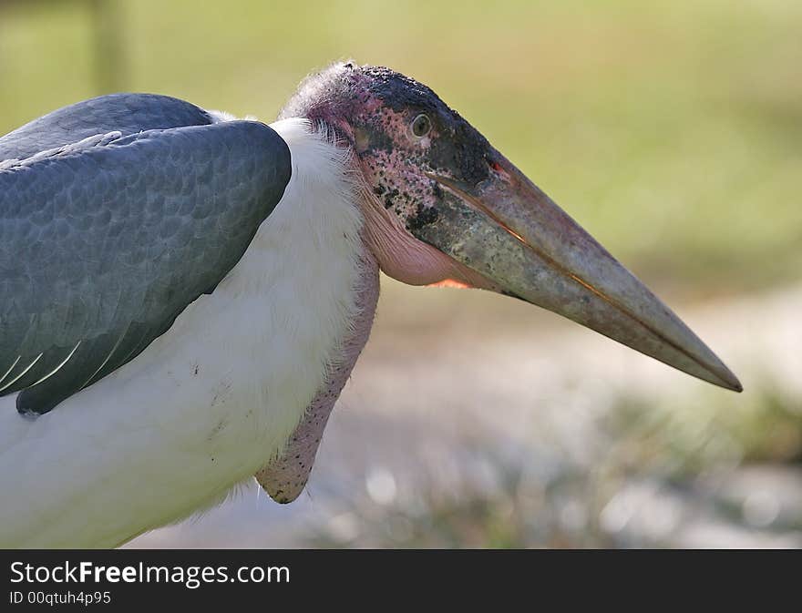 Stork at rest