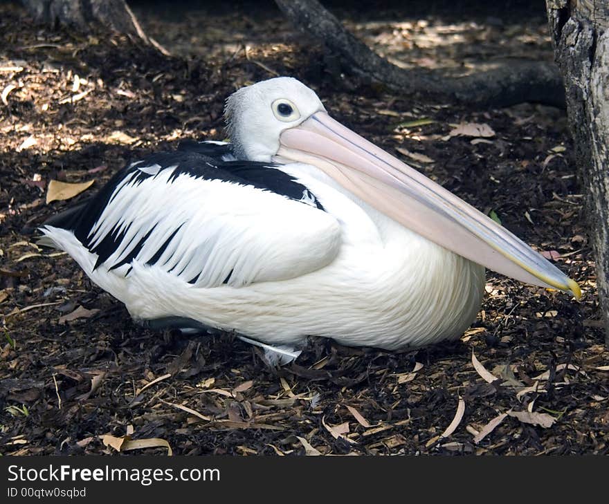 Relaxed pelican sitting amoungst leaves