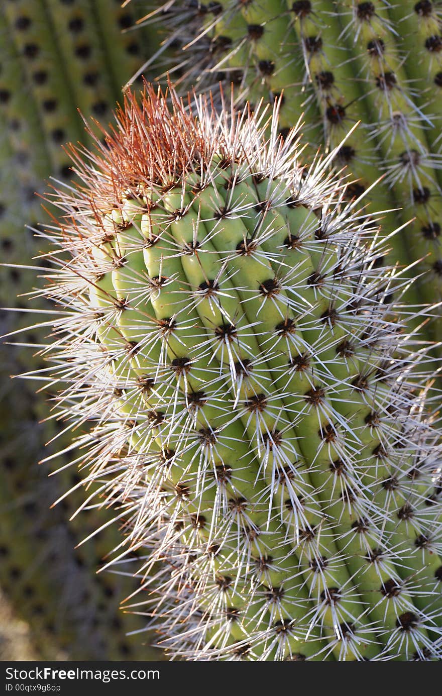 Pointed Cactus