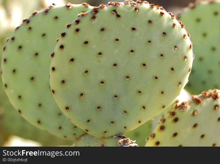 Round Cactus