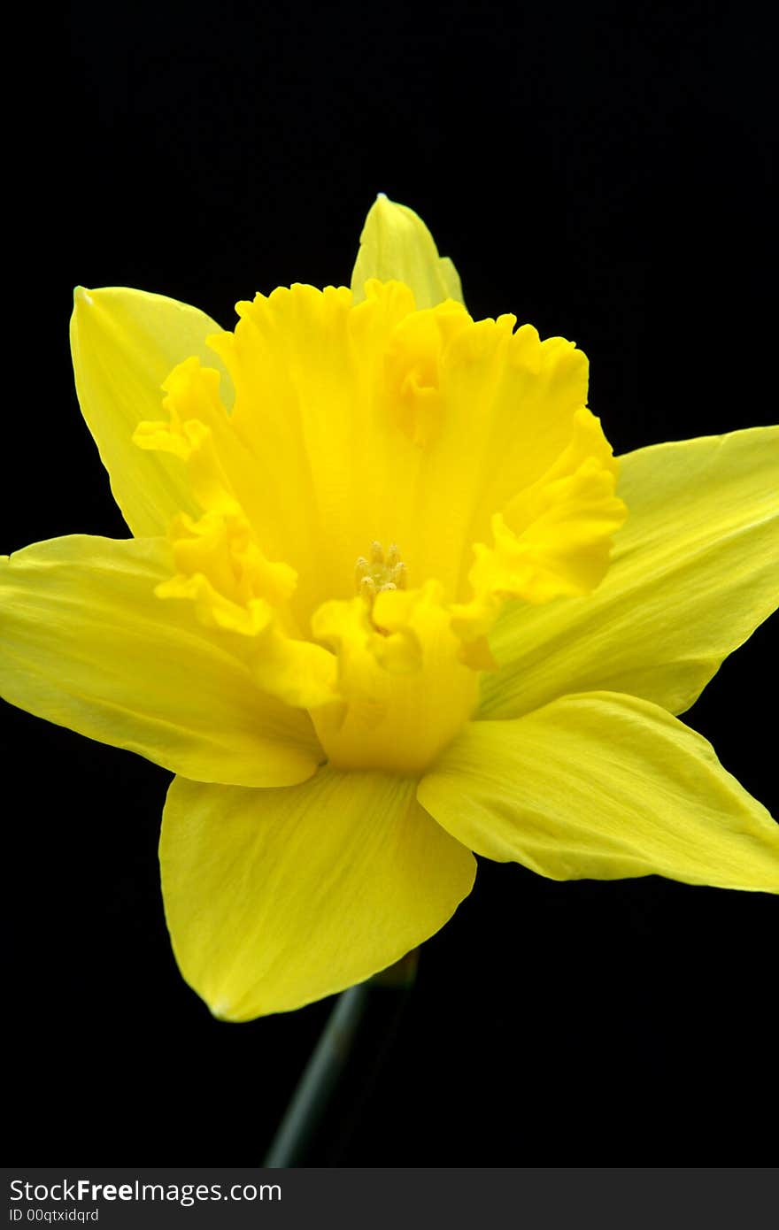 Yellow Daffodil