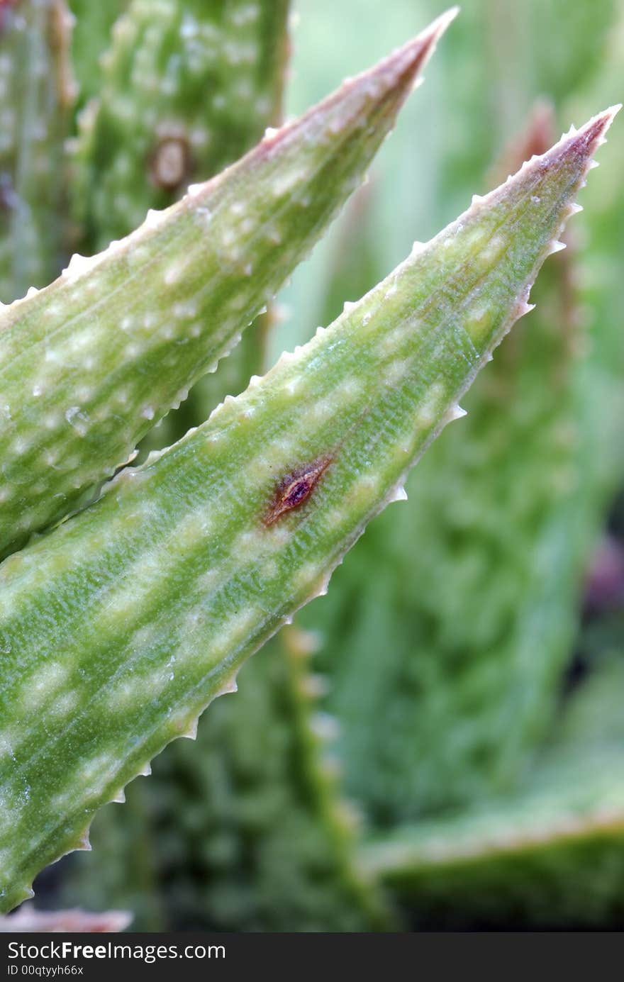 Sharp and Pointed Cactus