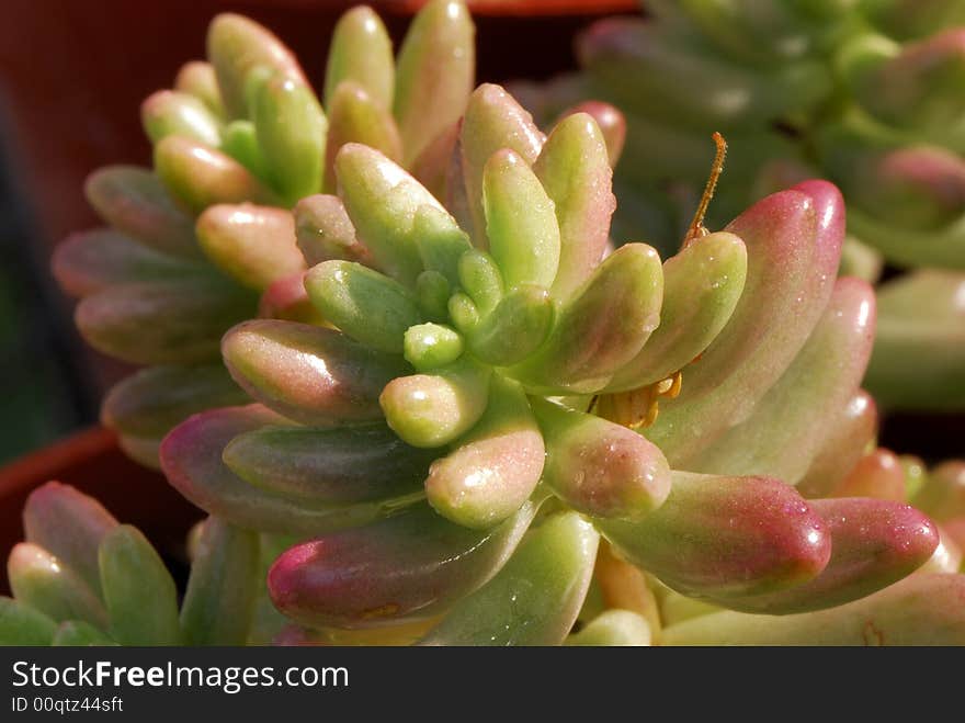 Cactus With Morning Dew