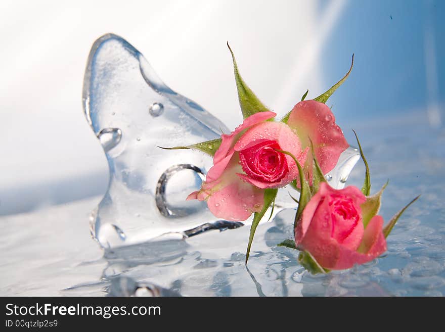 Red rose on the clear ice. Red rose on the clear ice