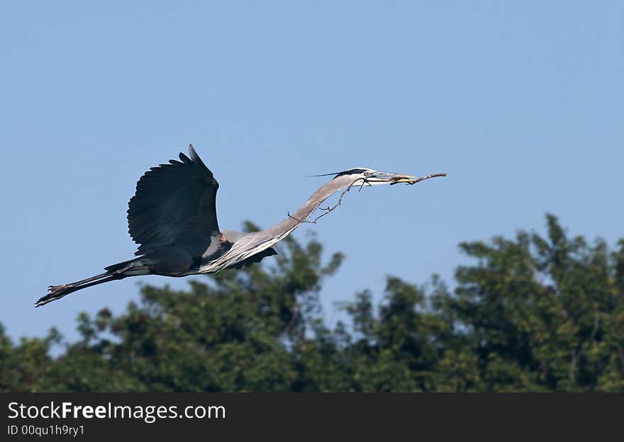 Blue heron