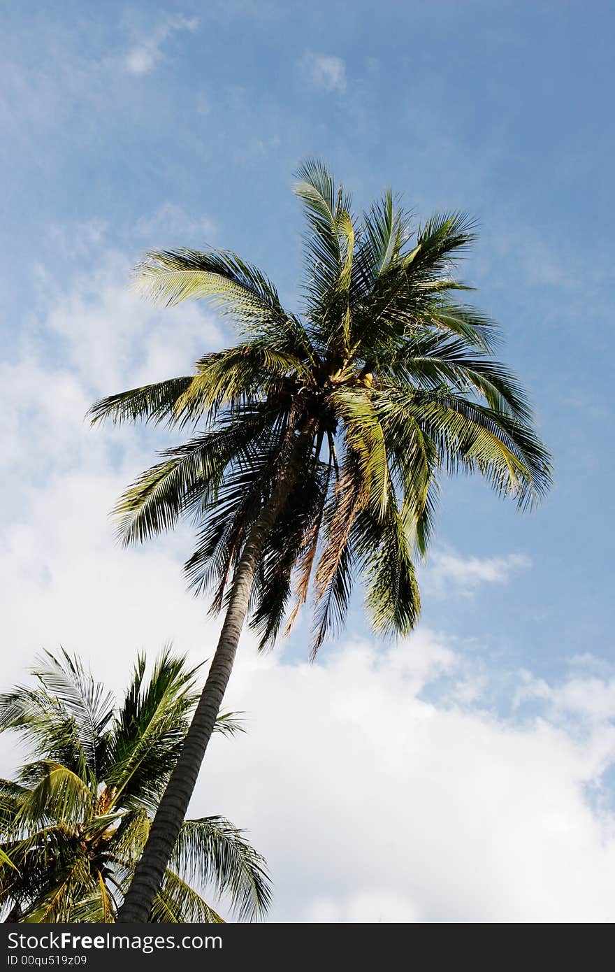 Coconut trees in a tropical location - travel and tourism.