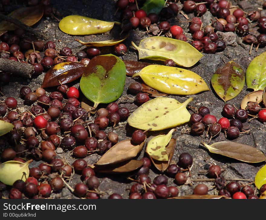 Berries and leaves on the forest floor