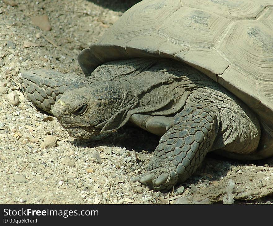 Slow joe the desert turtle at the zoo