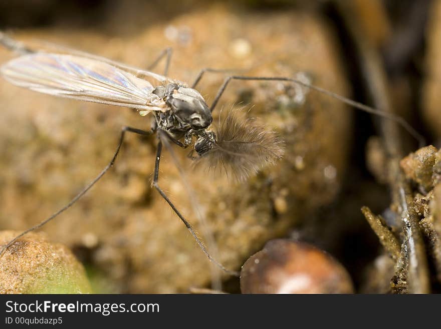 Midge with feather antenna