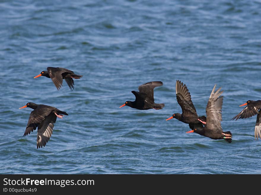 African Black Oystercatchers