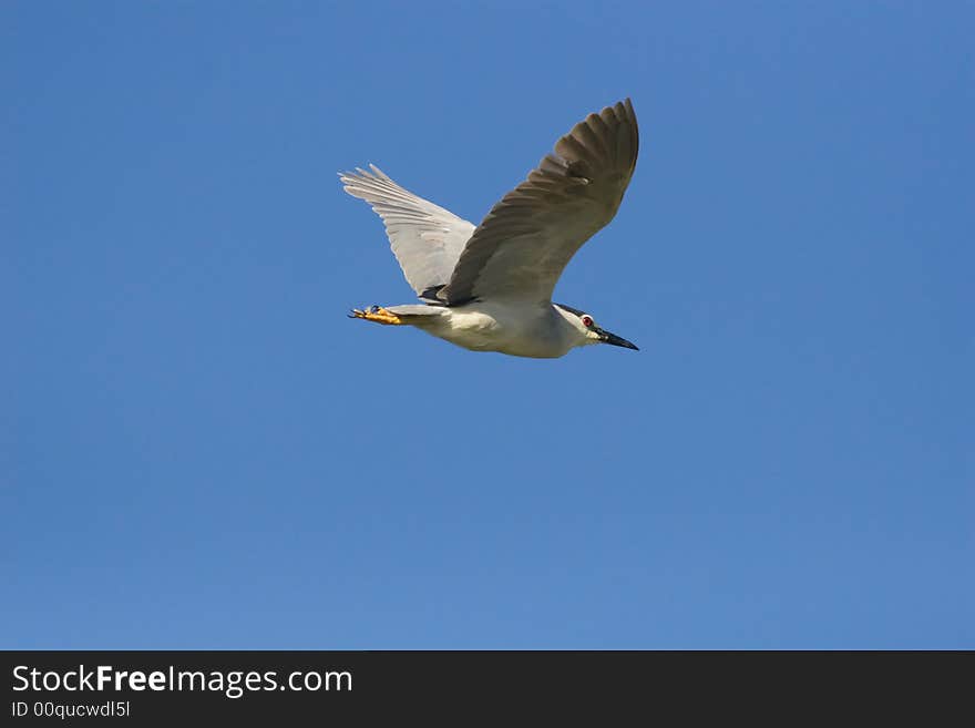 Blackcrowned Night Heron in flight against a clear blue sky