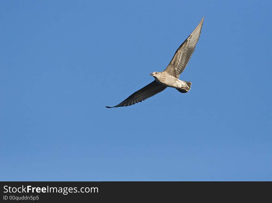 Cape Kelp Gull in flight against a clear blue sky