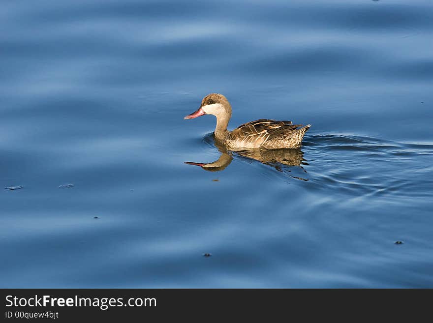 Redbilled Teal