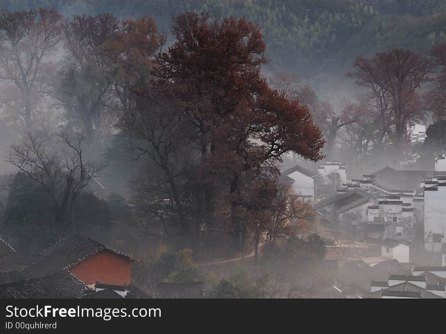 A small village with old maples trees in morning fog. A small village with old maples trees in morning fog