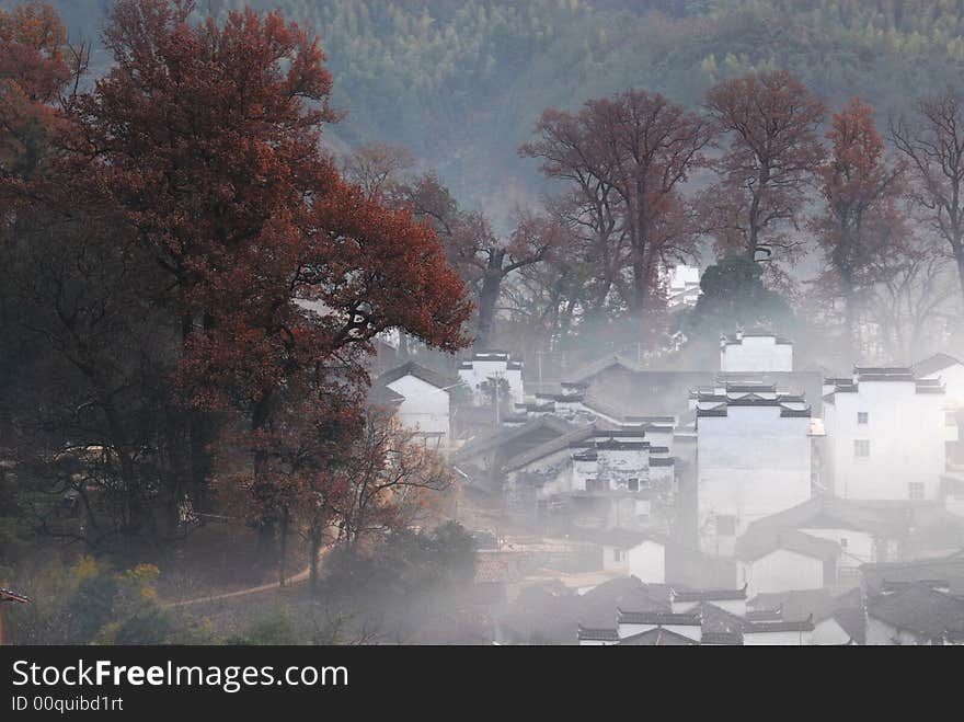 A small village with old maples trees in morning fog. A small village with old maples trees in morning fog