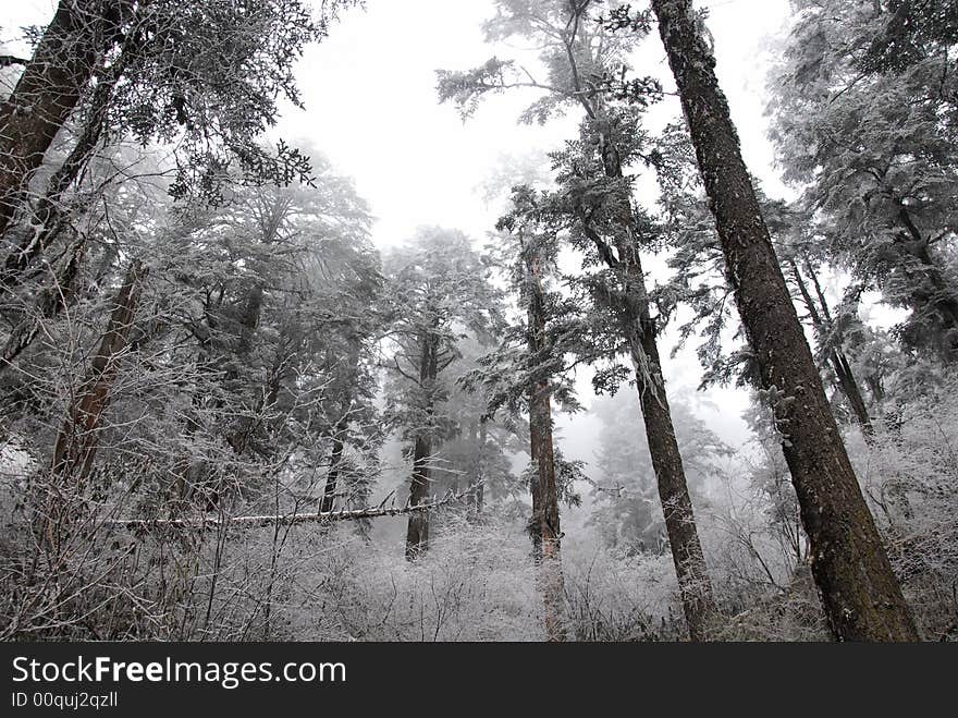 Frozen forest everything in white