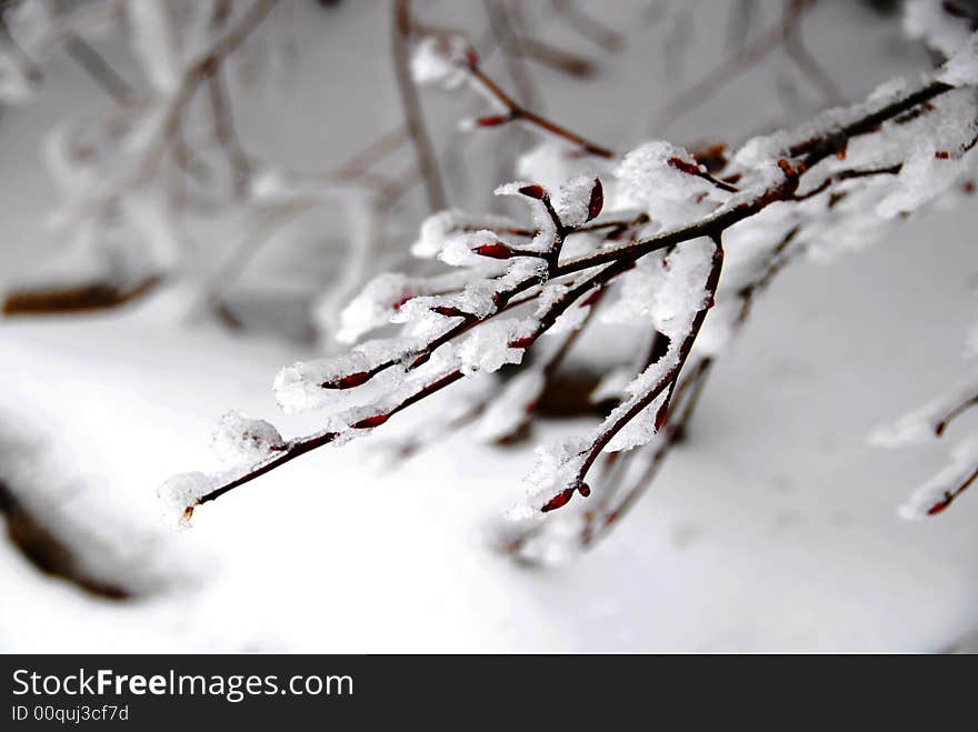 Red buds and branches freezed in ice and snow. Red buds and branches freezed in ice and snow