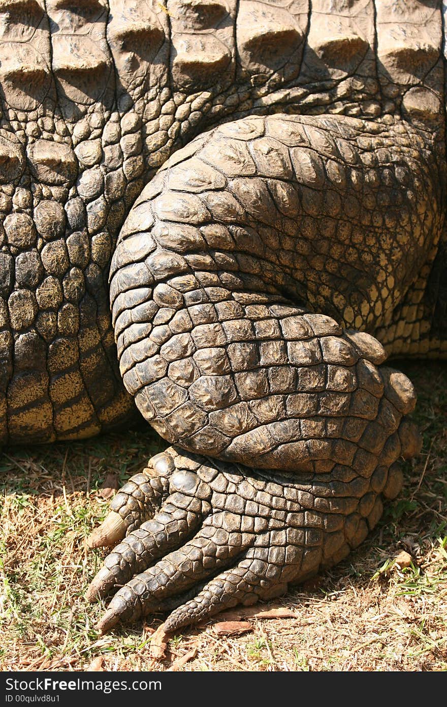 Closeup photo of a crocodile's leg. Closeup photo of a crocodile's leg