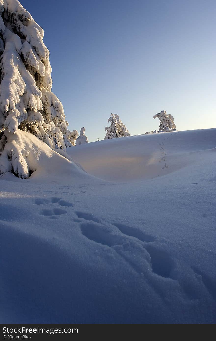 Lapland winter wonderland