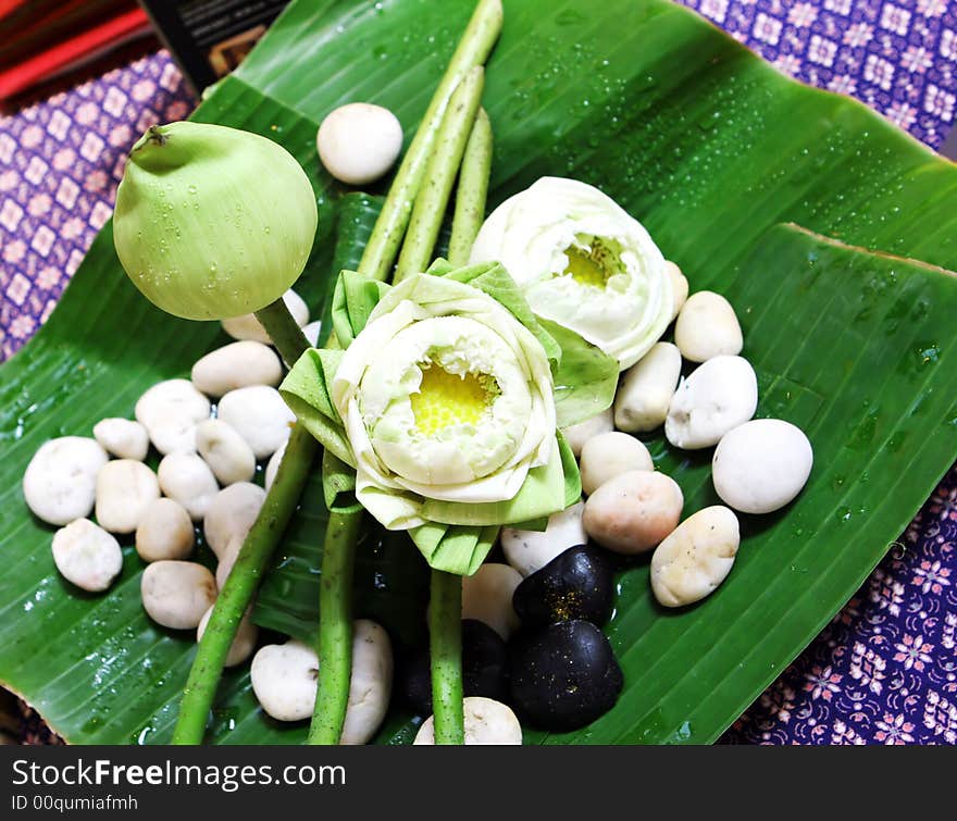 Tropical flowers from Thailand - travel and tourism.