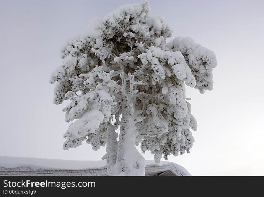 Lapland winter wonderland