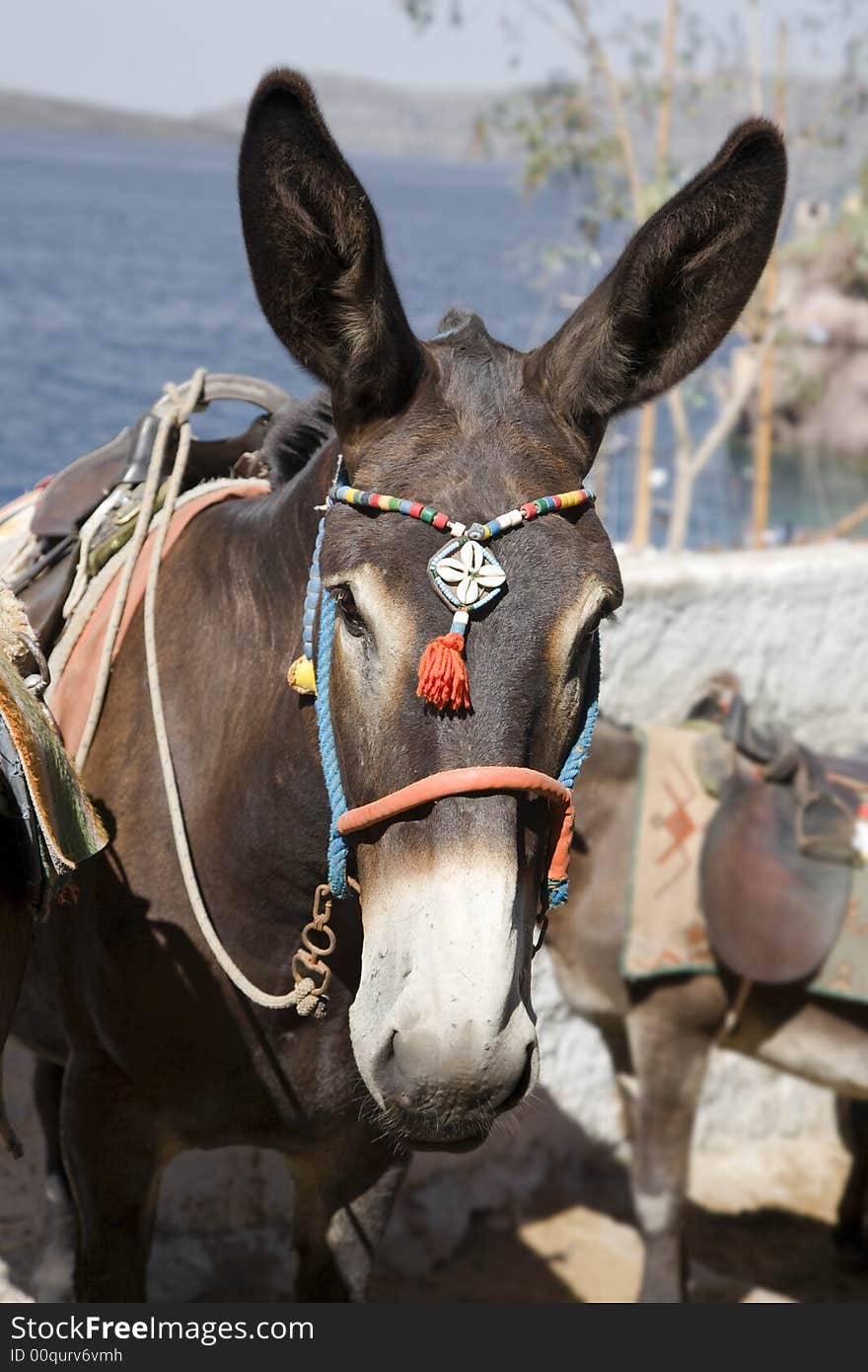 Greek donkey