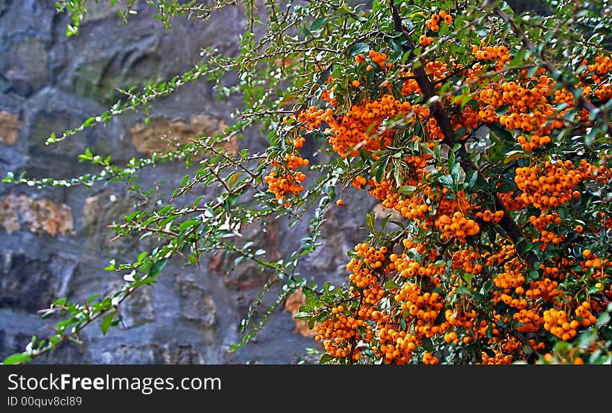 Bush with ripe juicy berries