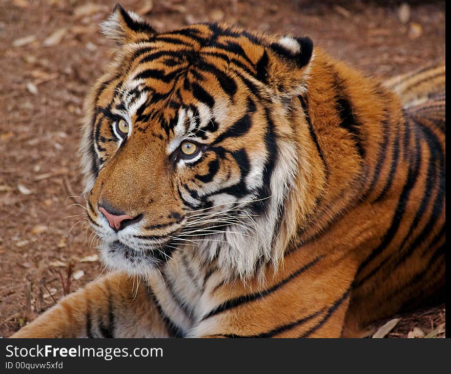 This captive tiger gives me the stare down at Lowry Park Zoo. This captive tiger gives me the stare down at Lowry Park Zoo