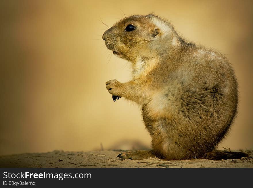 Cute prairie dog