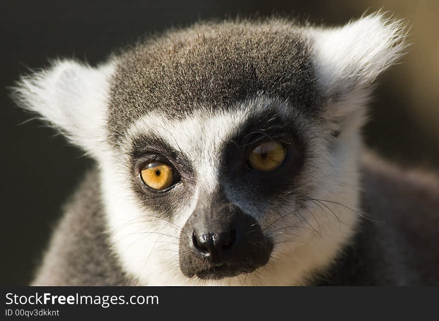 Cute ring-tailed lemur