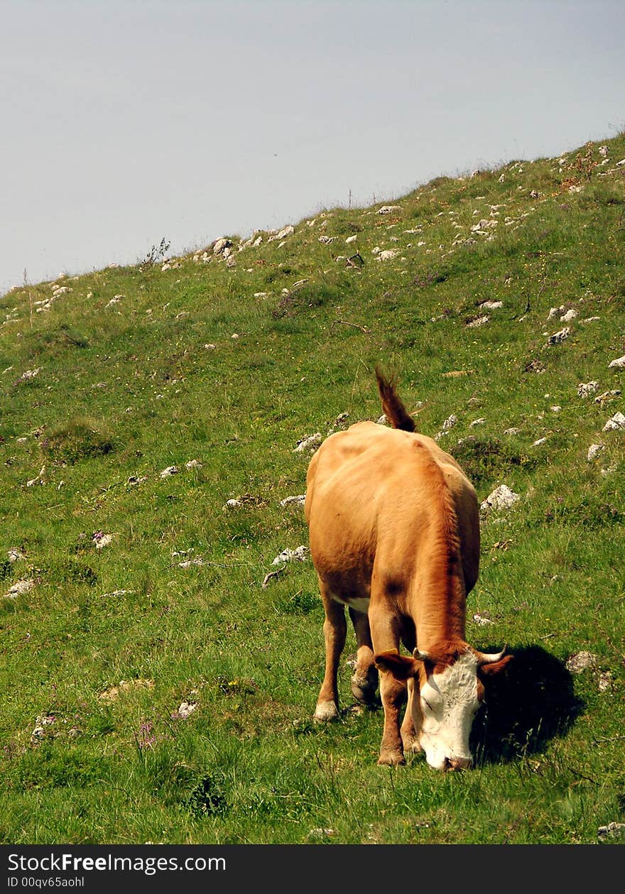 Husbandry:cow on alpin pasture