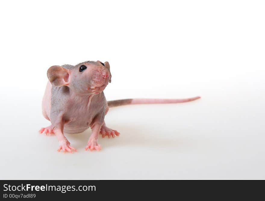 Naked Rat