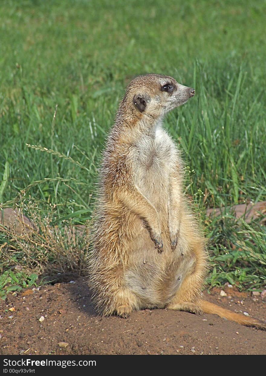 Suricata in Dvur Kralove zoo in Czech republic