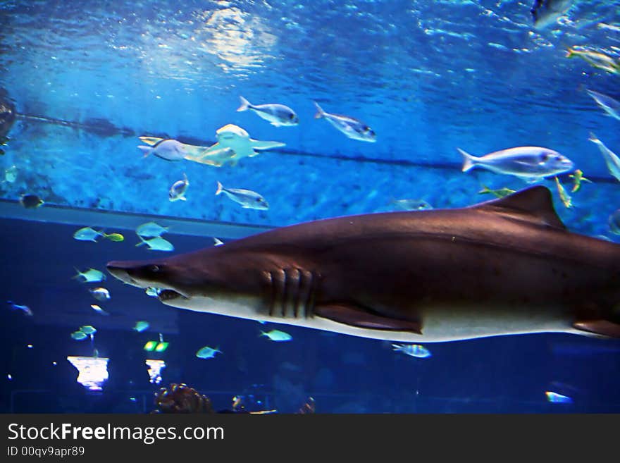 Photo of the big bloodthirsty shark in aquarium